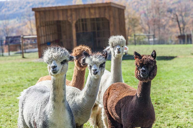 J&S Creekside Cabins Buckbrook Alpaca Farm