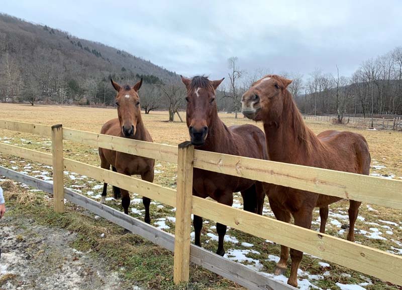 J&S Creekside Cabins horseback riding Catskills